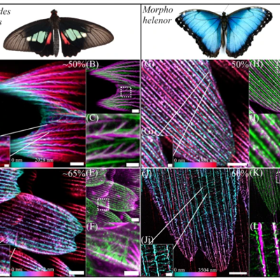 Images of actin patterning in the developing scales of butterflies. 