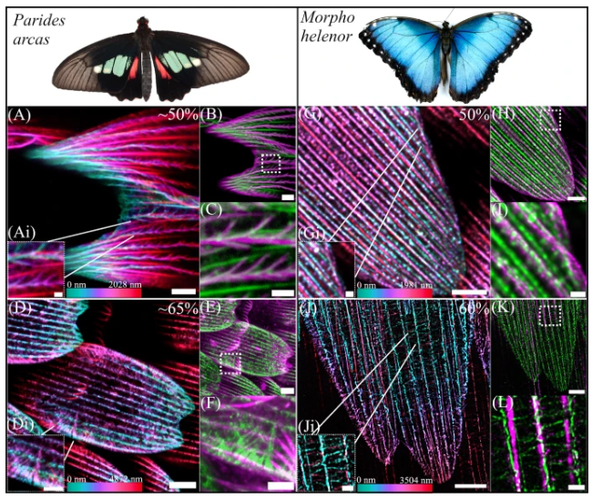 Images of actin patterning in the developing scales of butterflies. 