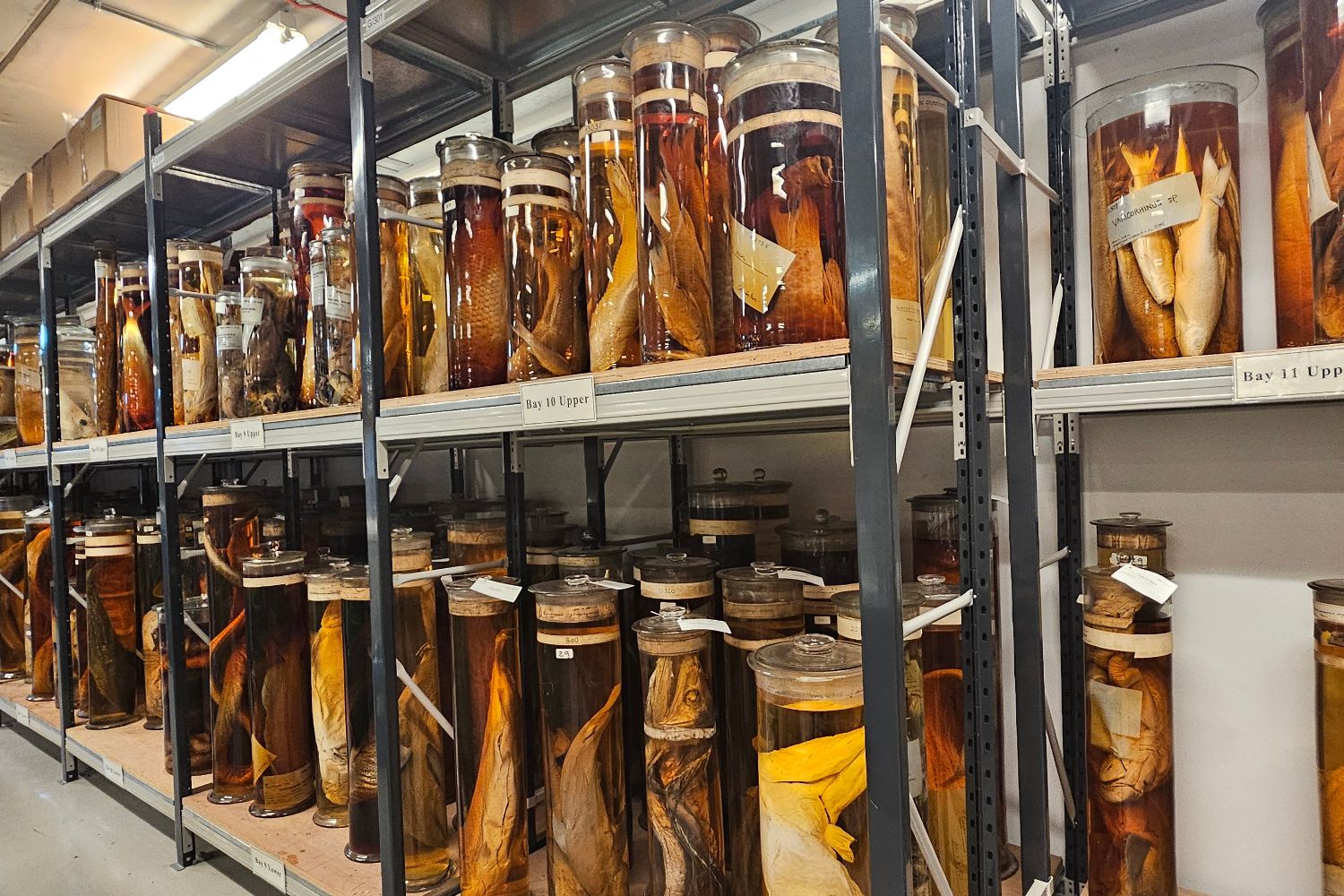 Photo of shelves with large (~0.5m tall) jars with animal specimins in.