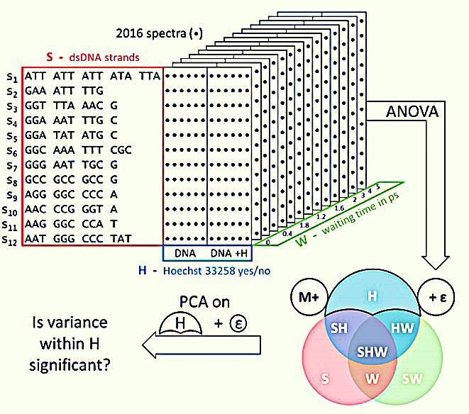 Multi‑panel schematic illustrating a data‑analysis workflow for DNA spectroscopy experiments, showing different double‑stranded DNA sequences, stacked time‑resolved spectra, statistical analysis using ANOVA and PCA, and a Venn diagram comparing experimental conditions.