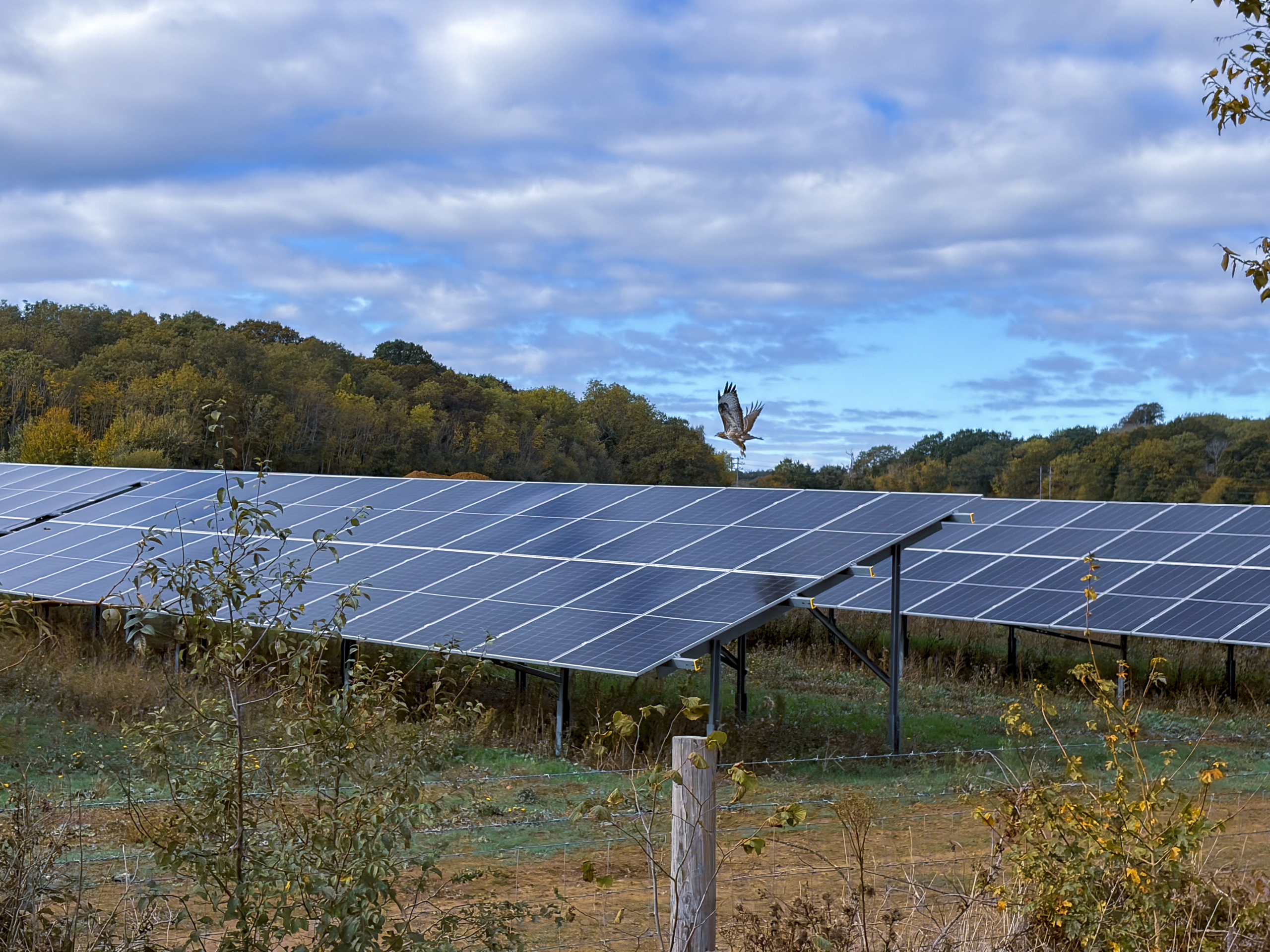 Solar panels with a red kite (bird) taking off from one.